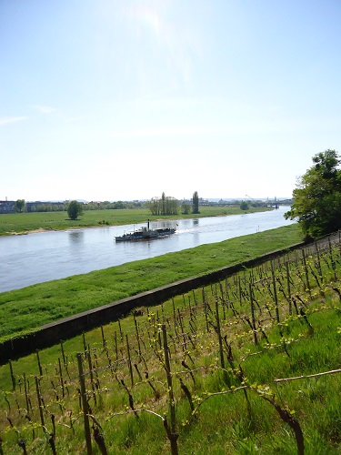 View towards the vineyard of Lingnerschloß and a steamship on the Elbe River in Dresden